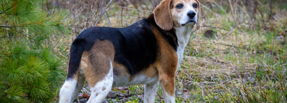 Beagly Beagly Cover Image