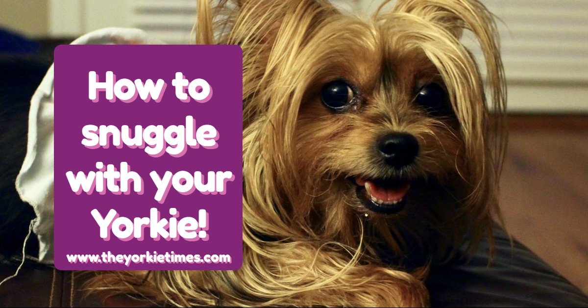 Yorkie Snuggles - Yorkies & Cross-Breeds